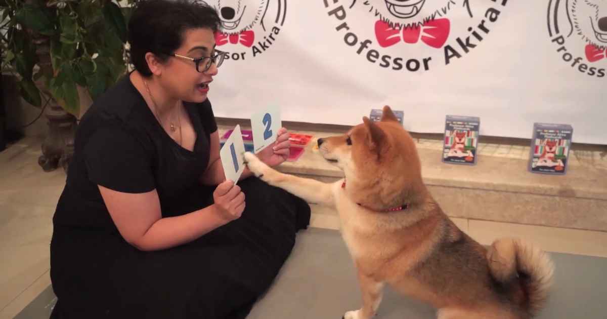 Dog Learns Math And Colors With Homemade Flash Cards From Owner FaithPot