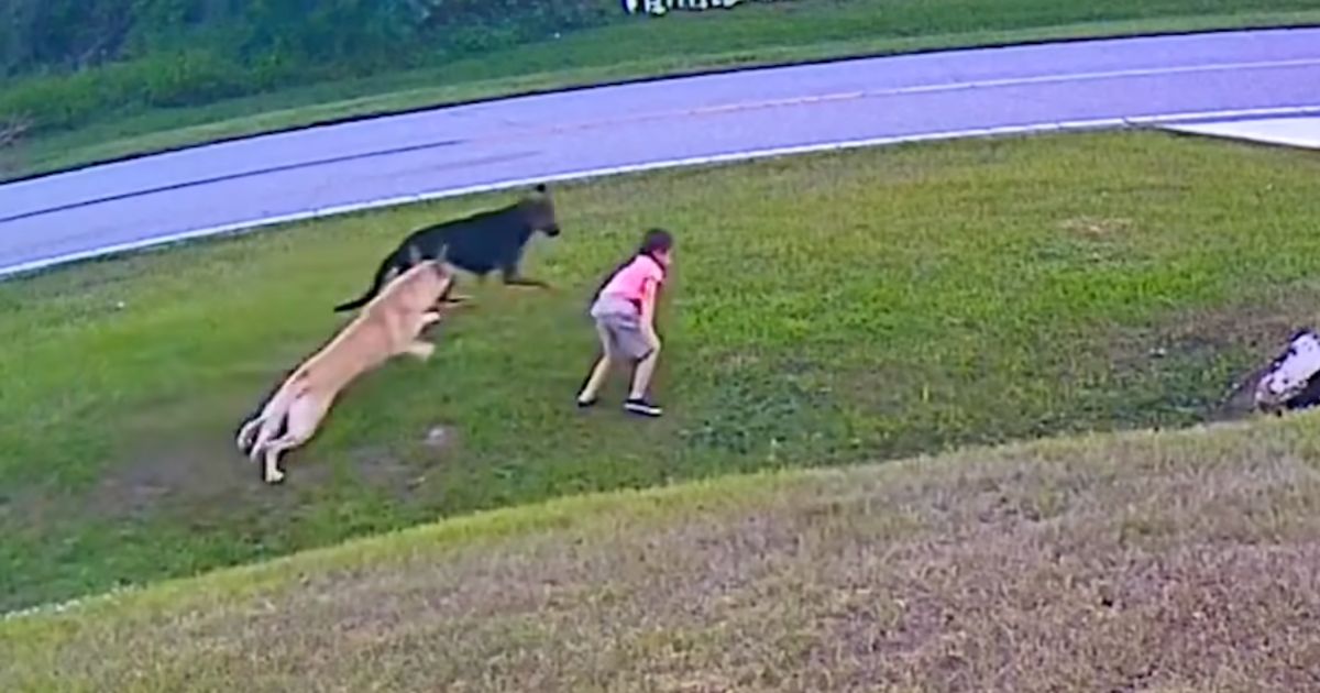 Hero German Shepherd Protects 6YearOld Boy From Being Attacked By