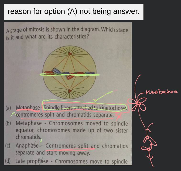 A stage of mitosis is shown in the given diagram. Identify stage with its..