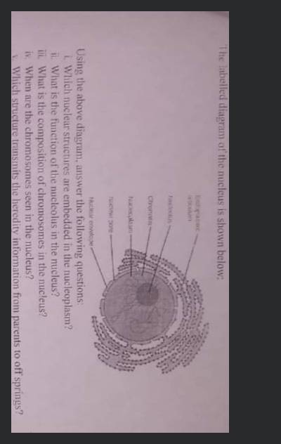The labelled diagram of the nucleus is shown below: Using the above diagr..