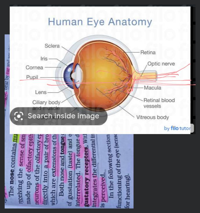 The nose contains mucuscoated receptors which are specialised for receiv..