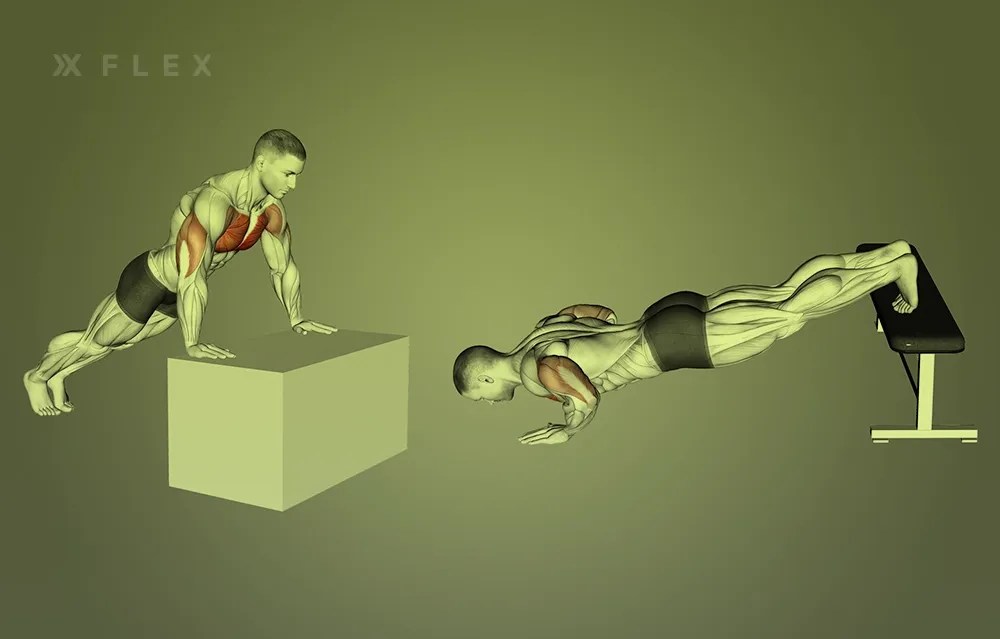 PushUps vs. Dips Differences, Similarities, Muscles Worked