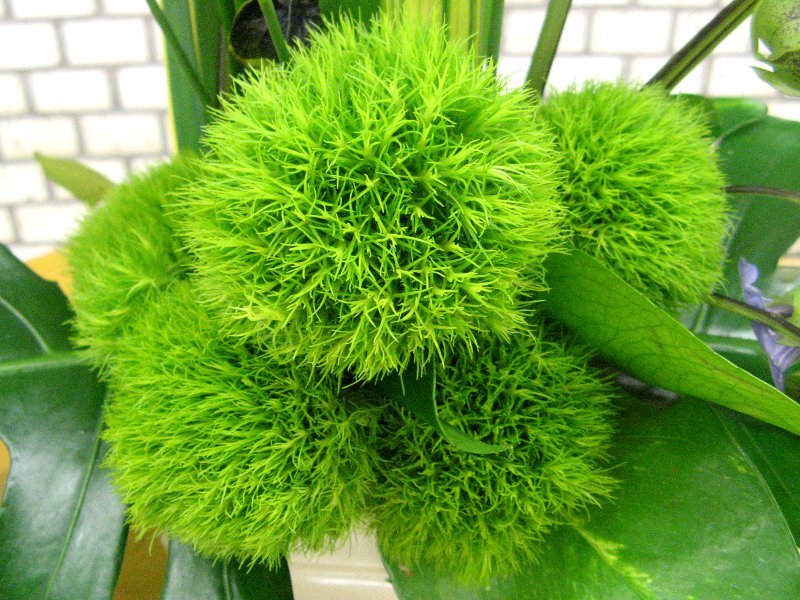 Green Trick Dianthus barbatus 'green trick' Flower Database