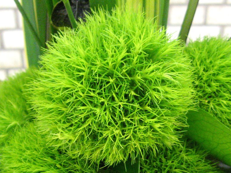 Green Trick Dianthus barbatus 'green trick' Flower Database