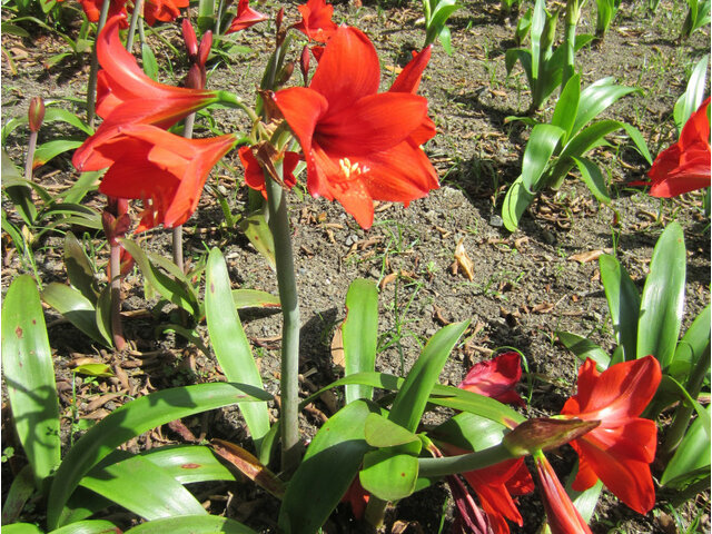 Amaryllis Hippeastrum hybridum Flower Database