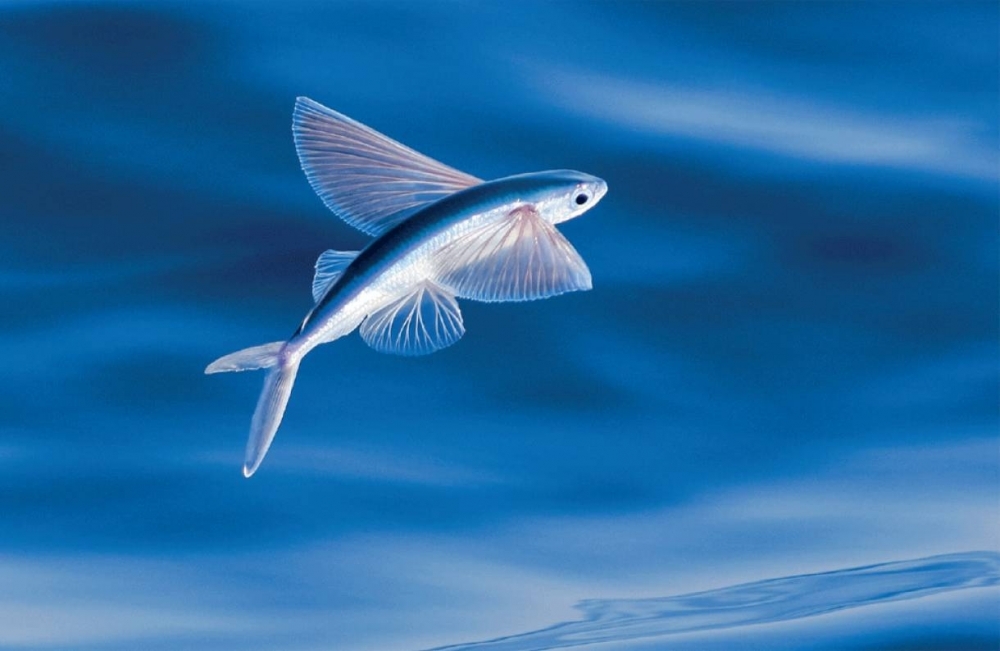 Flying fish Freediving in United Arab Emirates. Courses, Certificates