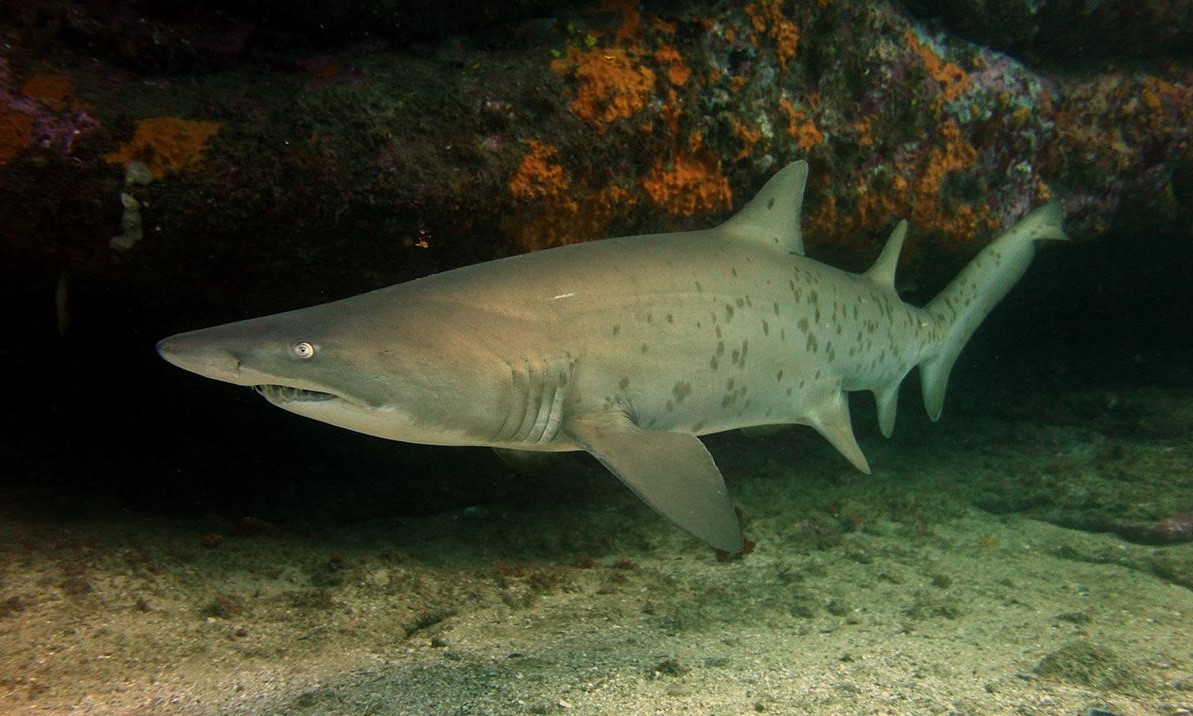 Sand Tiger Shark Freediving in United Arab Emirates. Courses