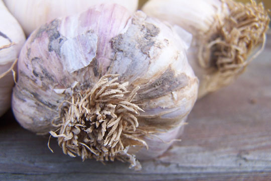 Especially if you have several cloves: How To Grow Garlic In Pots Or Container Apartment Therapy