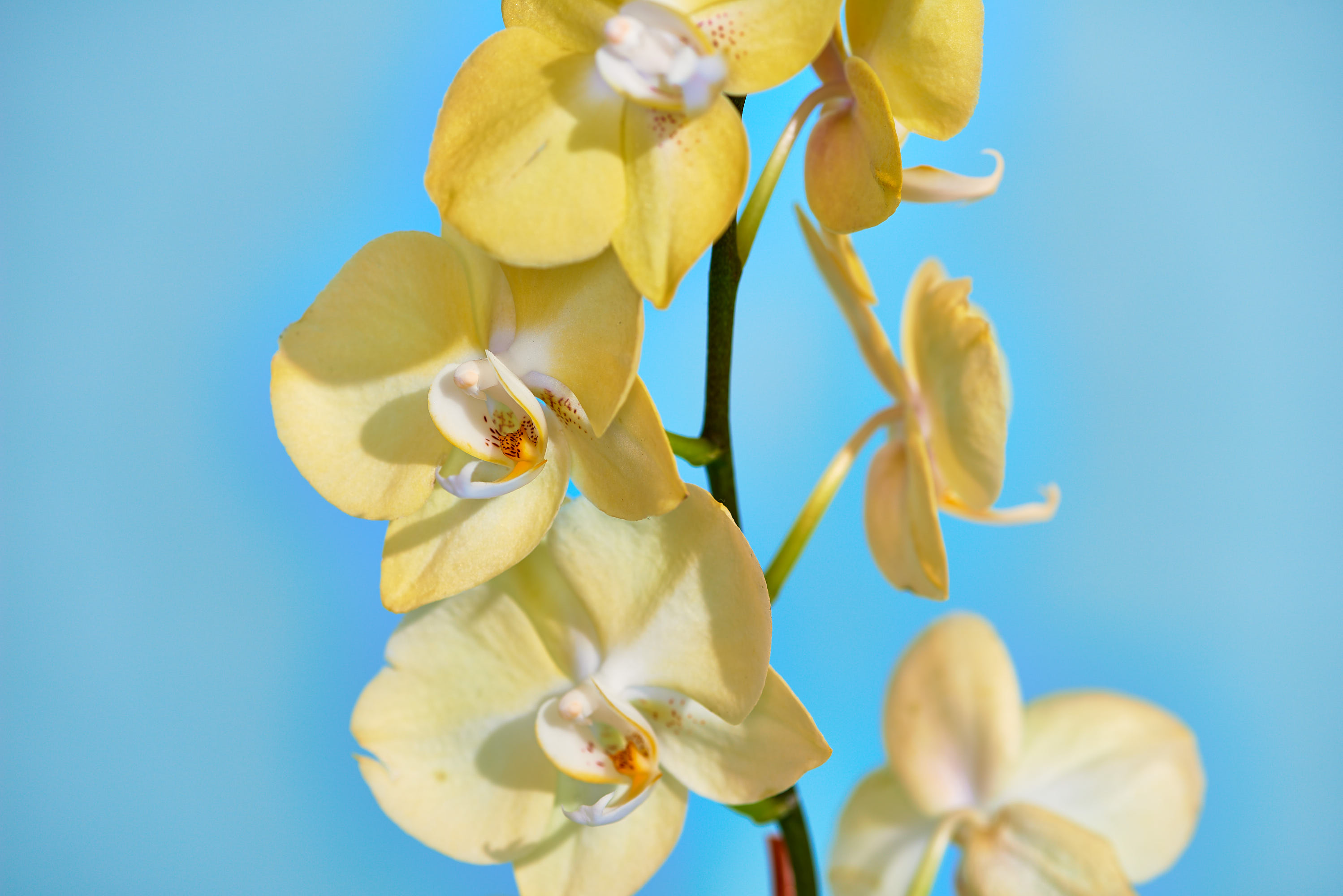 Orchid Plant Leaves Limp