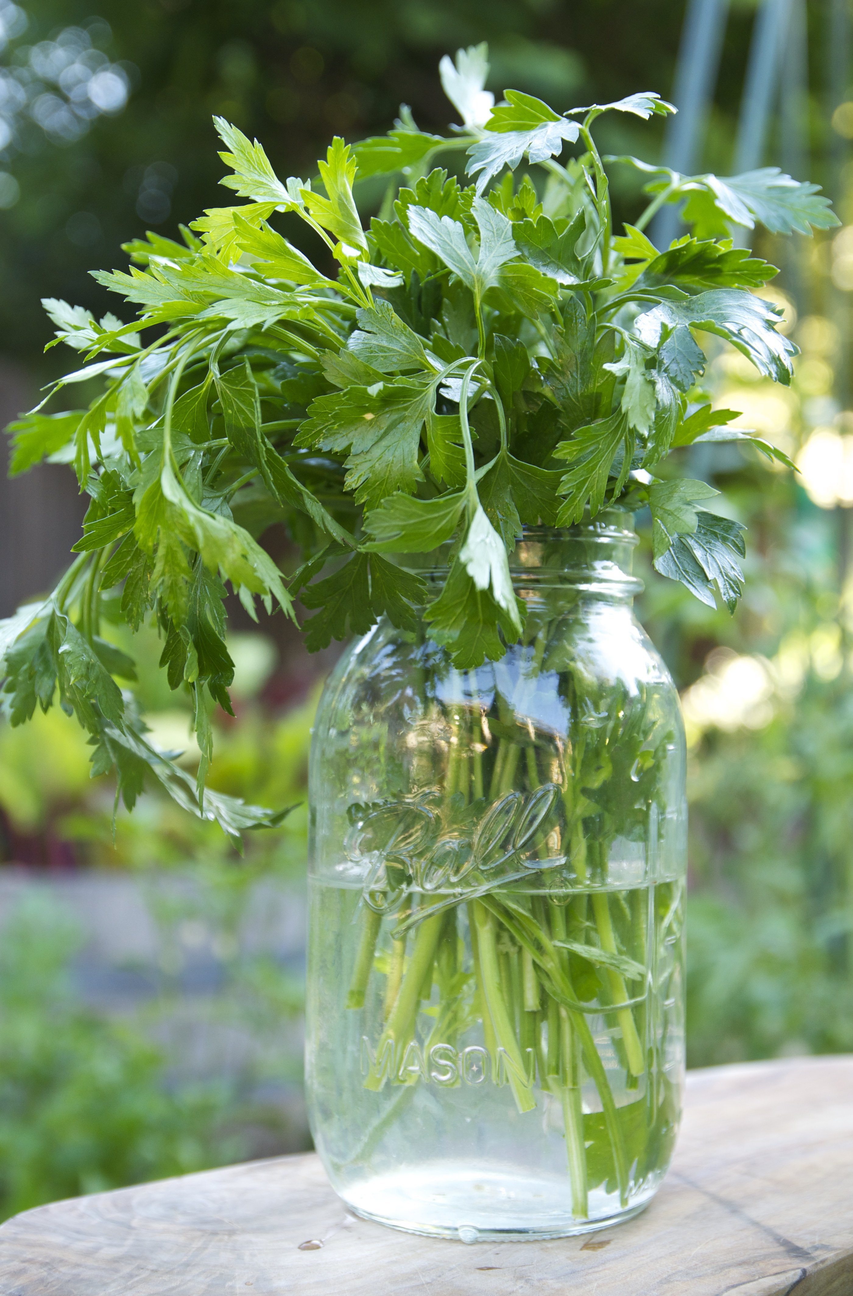 How To Preserve Parsley From The Garden Fasci Garden