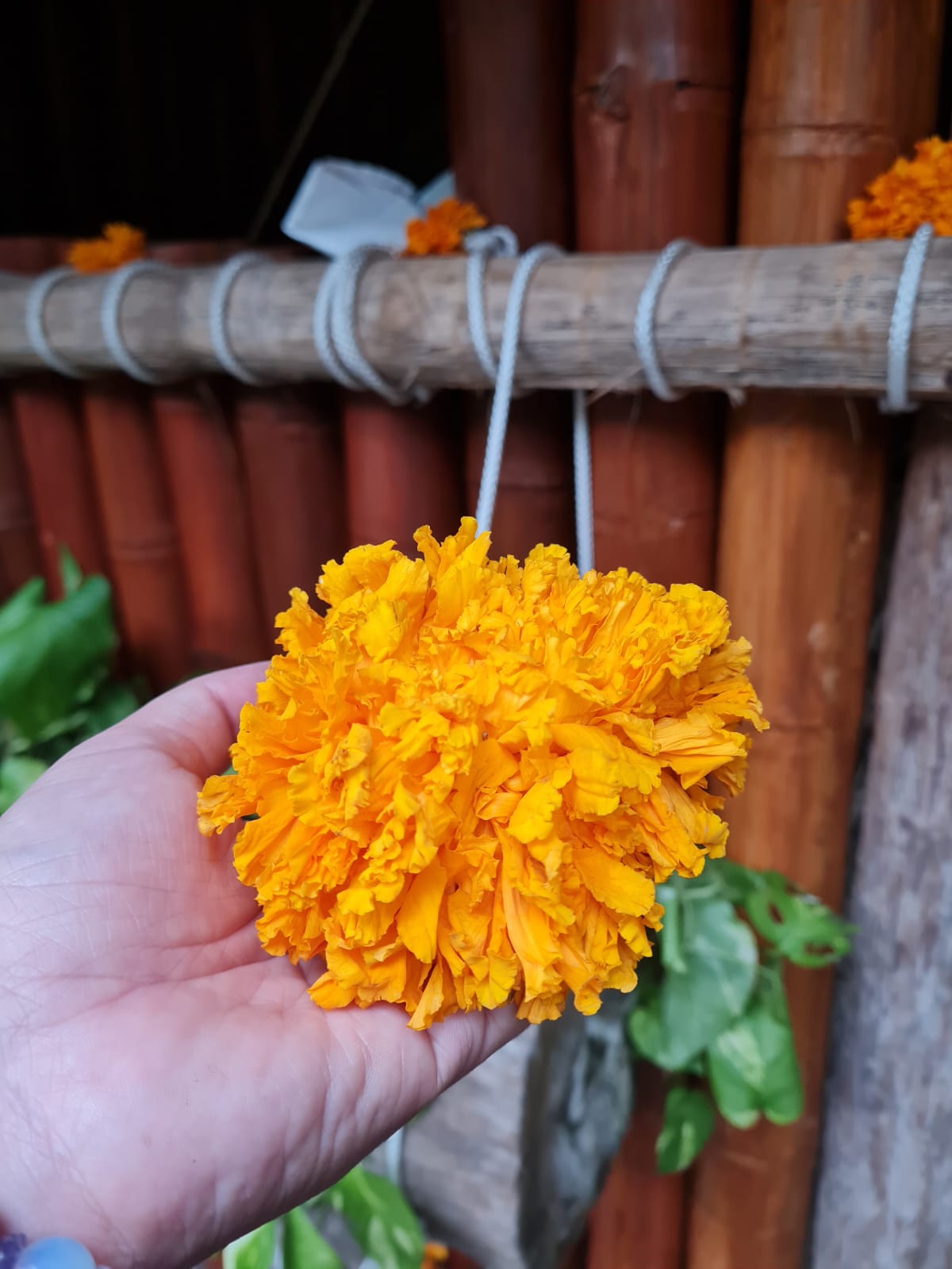 Real Xochitl Flower