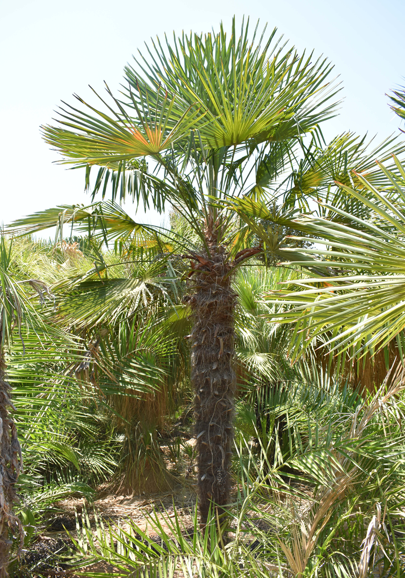Chinese Windmill Palm Trachycarpus fortunei