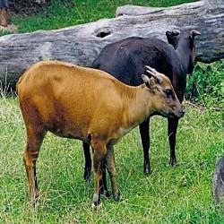 8500 Koleksi Gambar Hewan Anoa Pegunungan HD Terbaru - Gambar Hewan