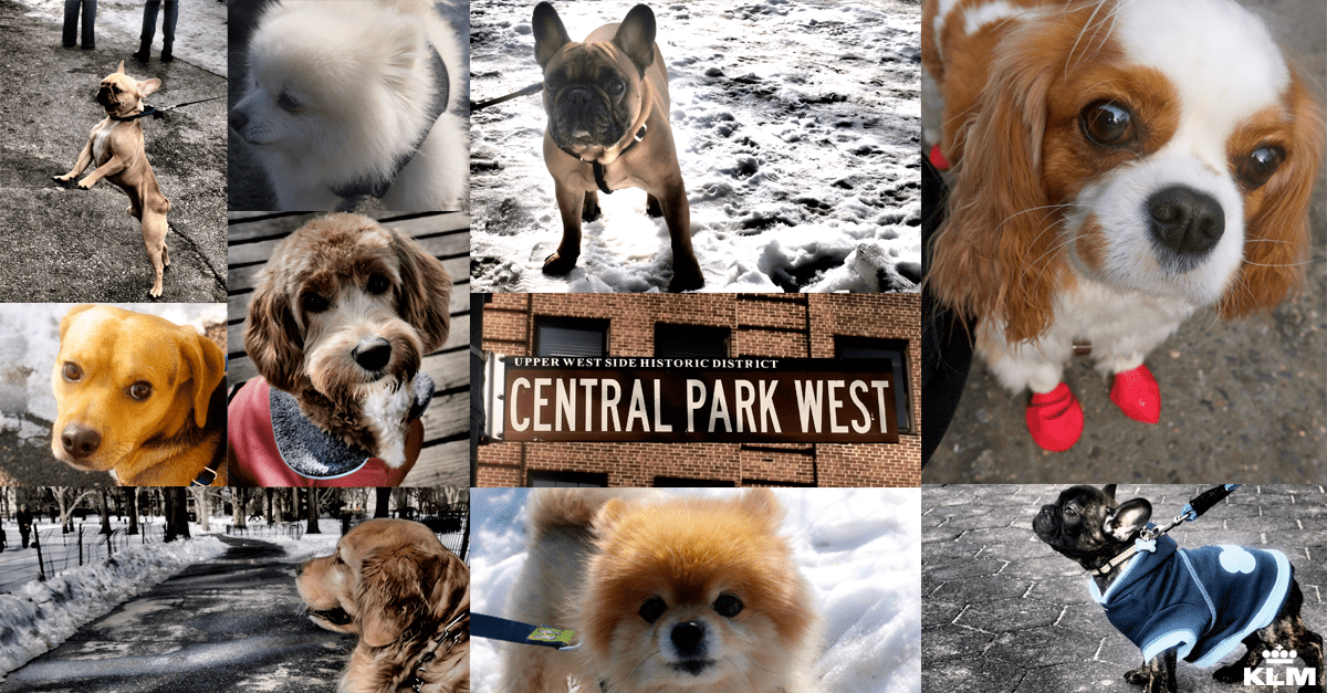 Can Dogs Go To Central Park