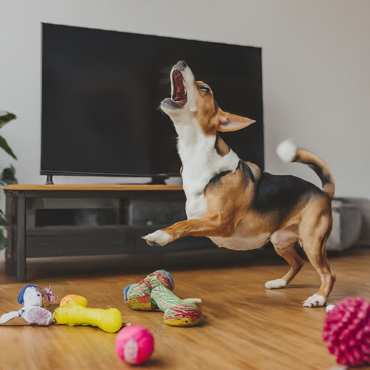 How to stop your dog from barking on TV?