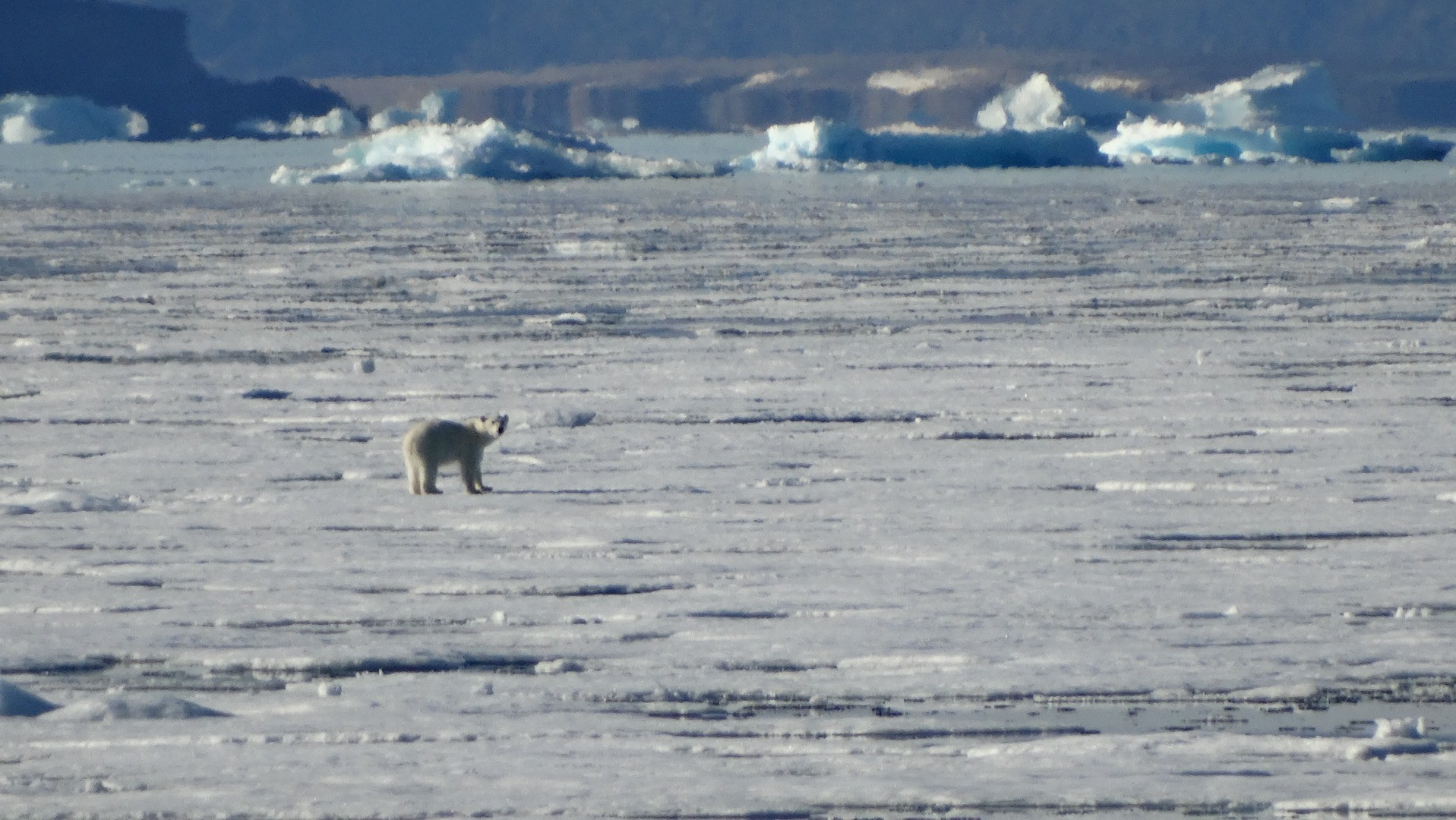 Arctic cruise review Journey to the Northwest of Greenland, Thule.