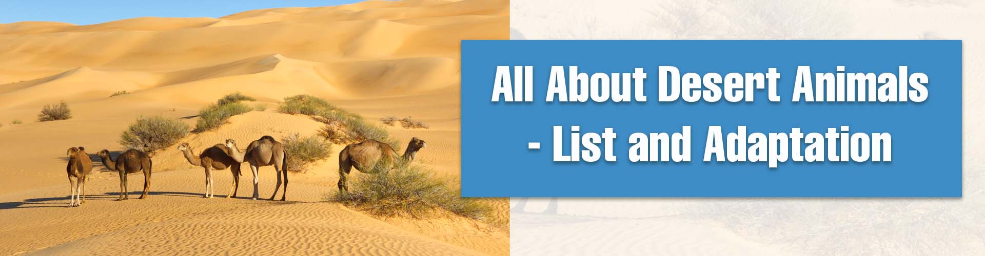 List of Desert Animals and Their Adaptations ORCHIDS