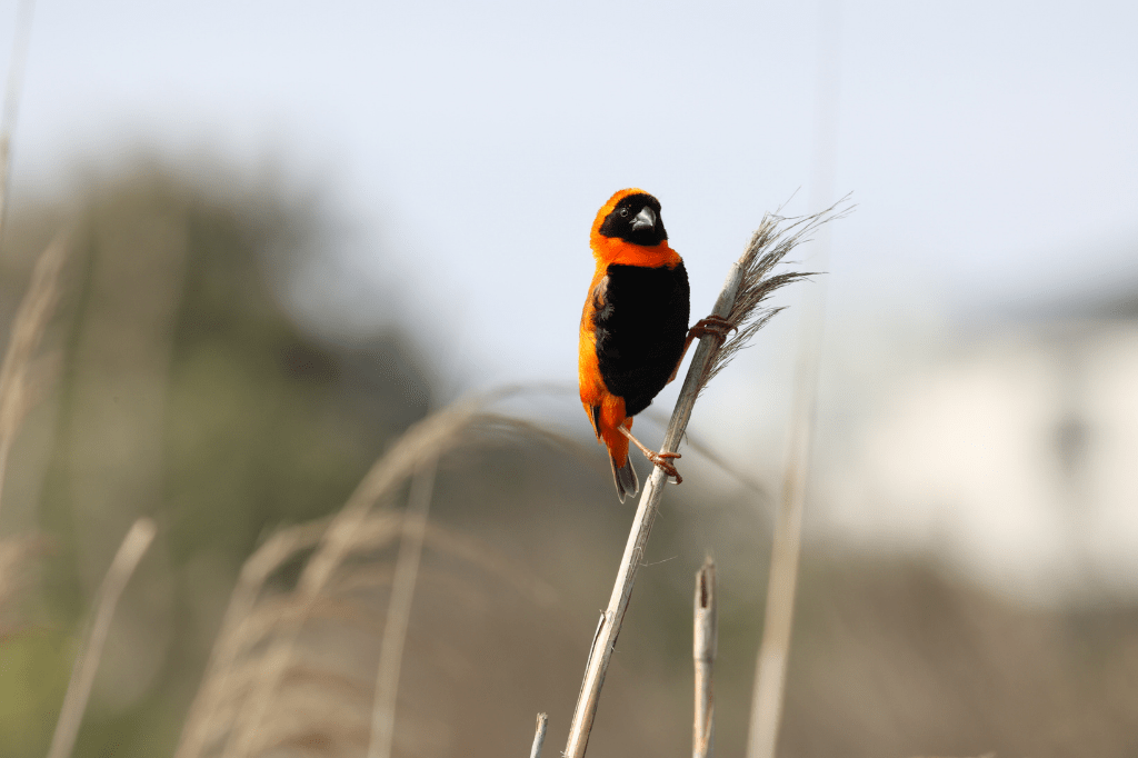 Testing The Canon EOS R6 For Bird Photography An Orms Video Review
