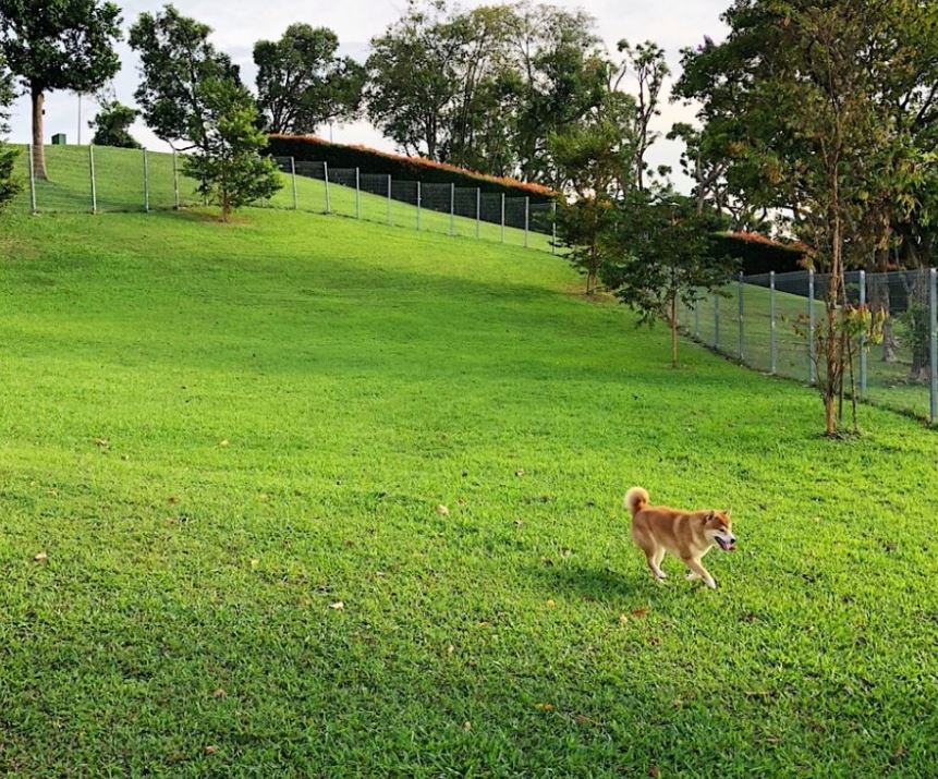 Best 15 dog parks in Singapore for 2020