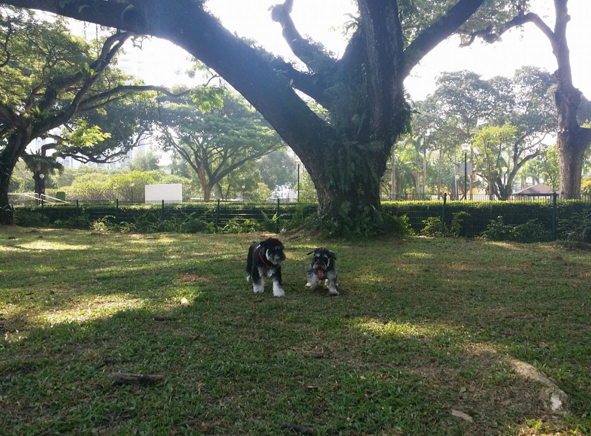 Best 15 dog parks in Singapore for 2020