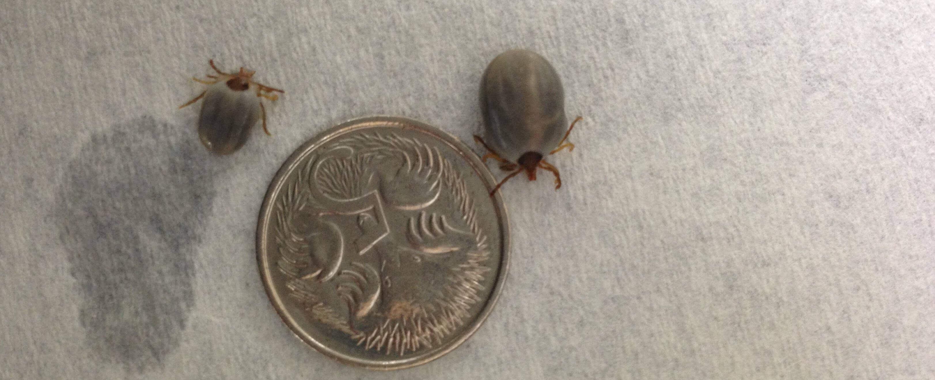 Identify Paralysis Tick Pet Circle