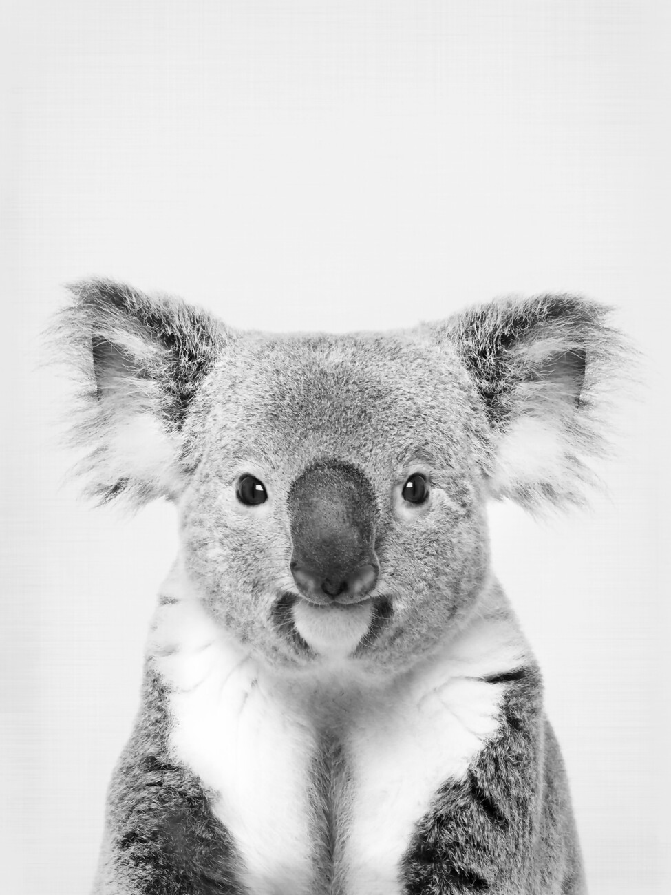 Wall Art Print Koala, Sisi & Seb UKposters