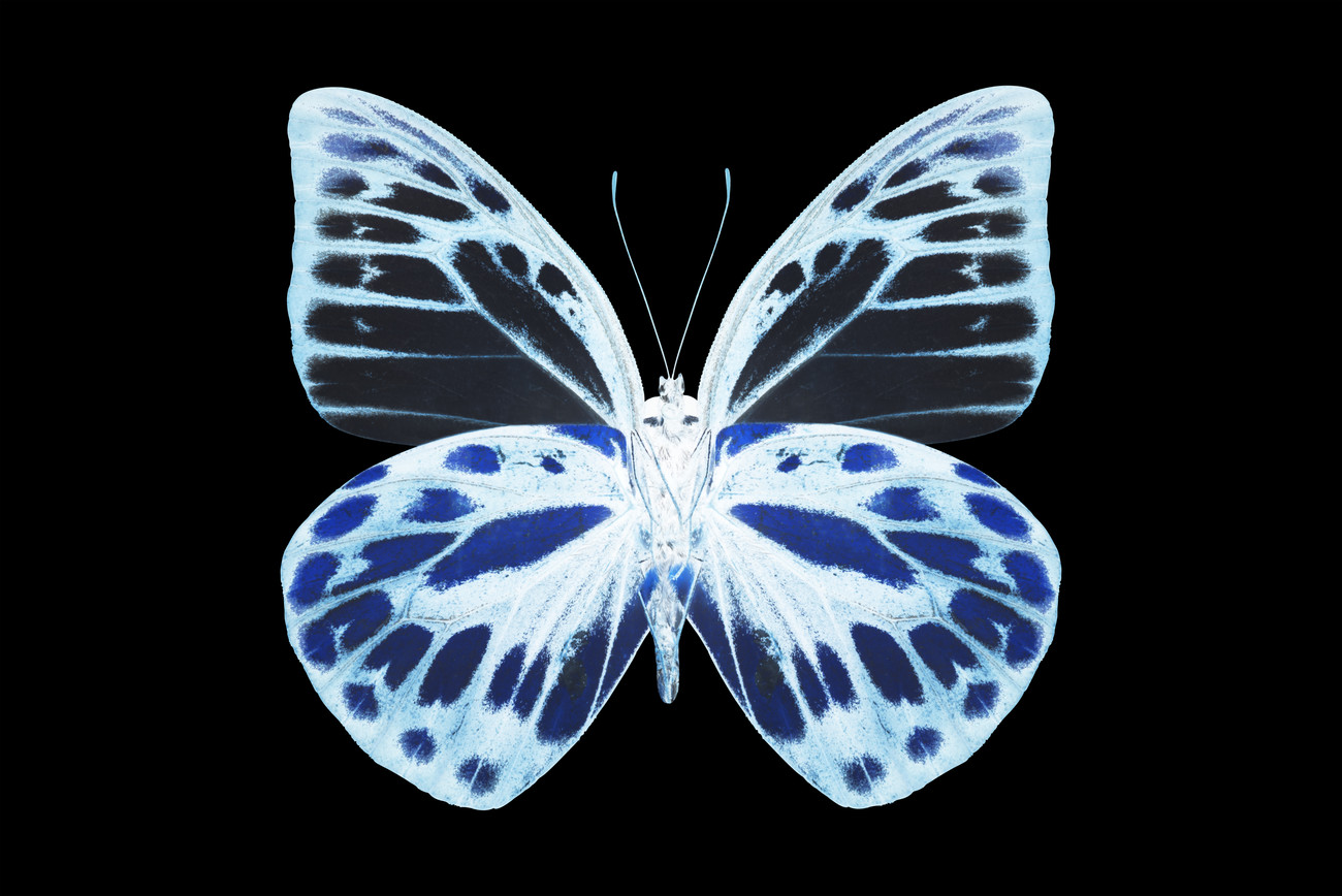 MISS BUTTERFLY PRIONERIS XRAY Black Edition Pósters, láminas