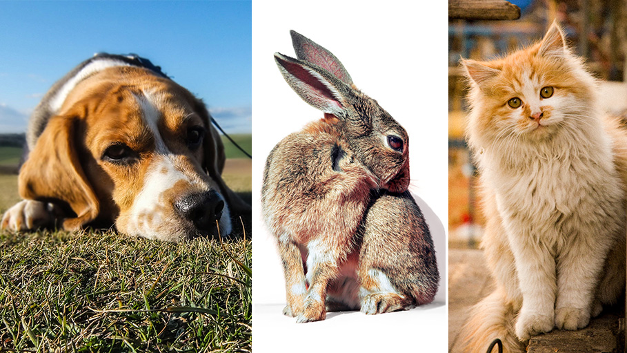 Do Animals Have Feelings? Are Their Emotions Just Like Humans?