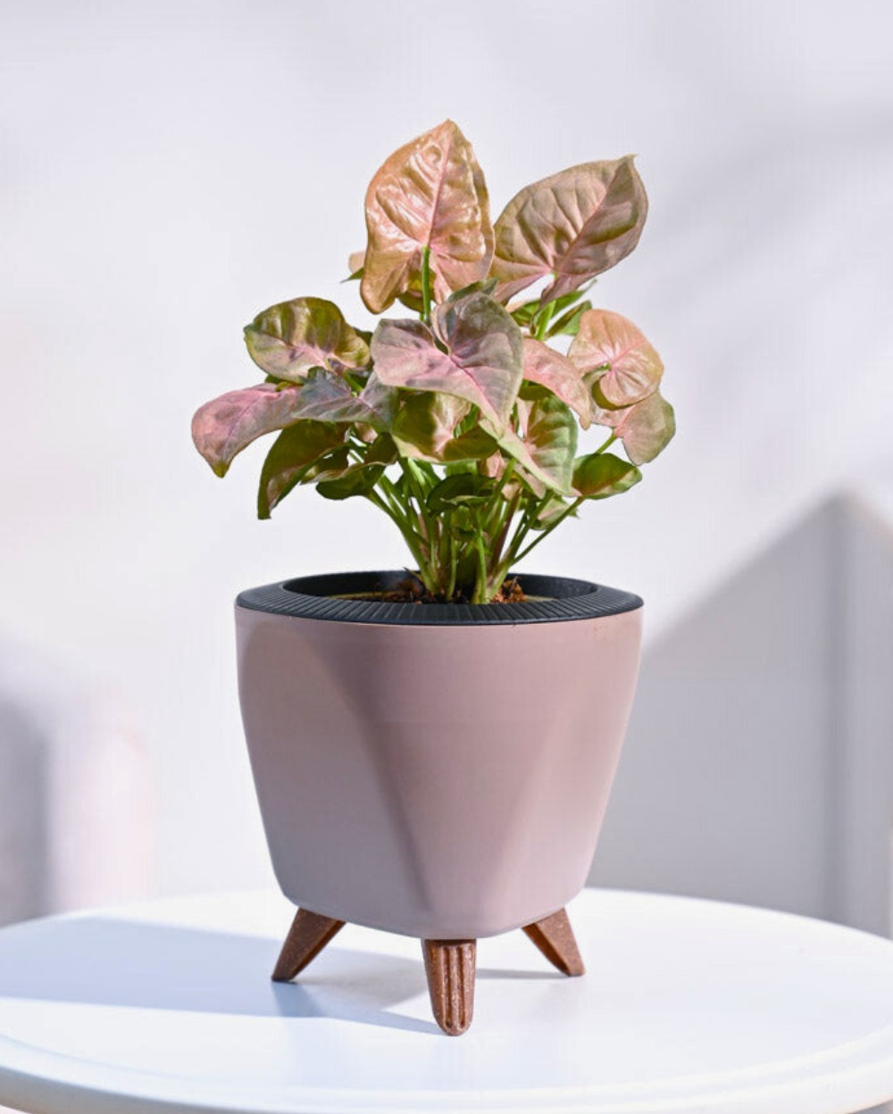 Syngonium Pink Plant With Self Watering Lagos Planter