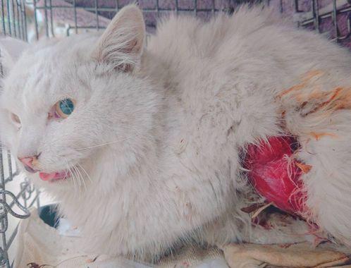 怪我，怪我咯，猫Gif - My Bad My Fault Blame Me - Discover & Share Gifs 両脚切断！下半身の皮膚も失った猫「ブラン君」の治療費をご支援ください！ | Syncable