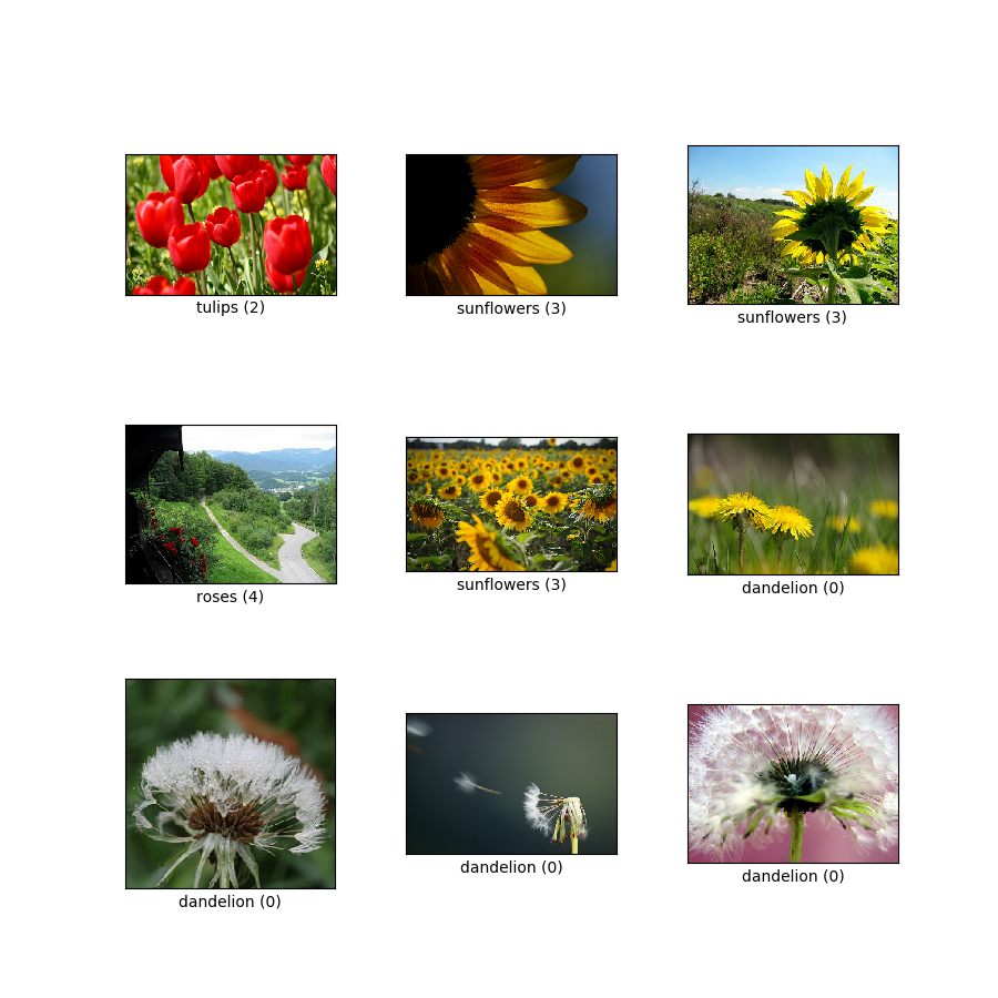tf_flowers TensorFlow Datasets