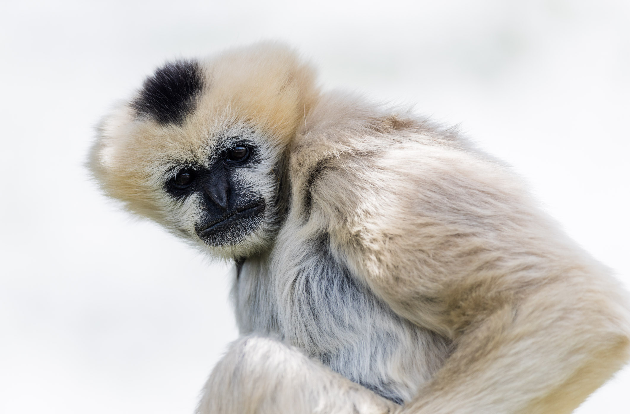 Northern WhiteCheeked Gibbon, Denver Zoo, Colorado Stanton Champion