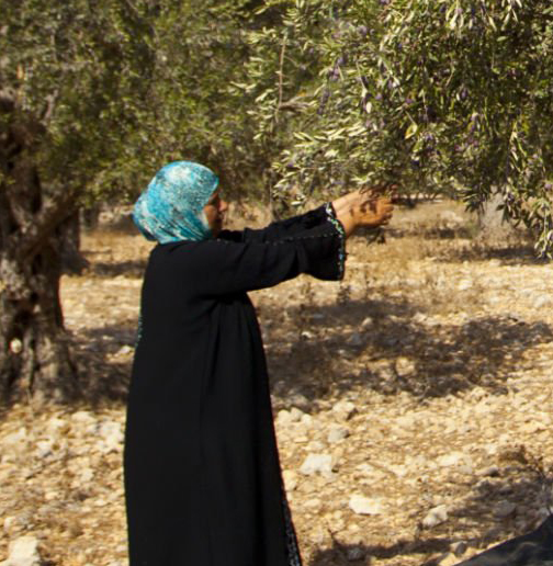 Plant an Olive Tree Greengate Trust