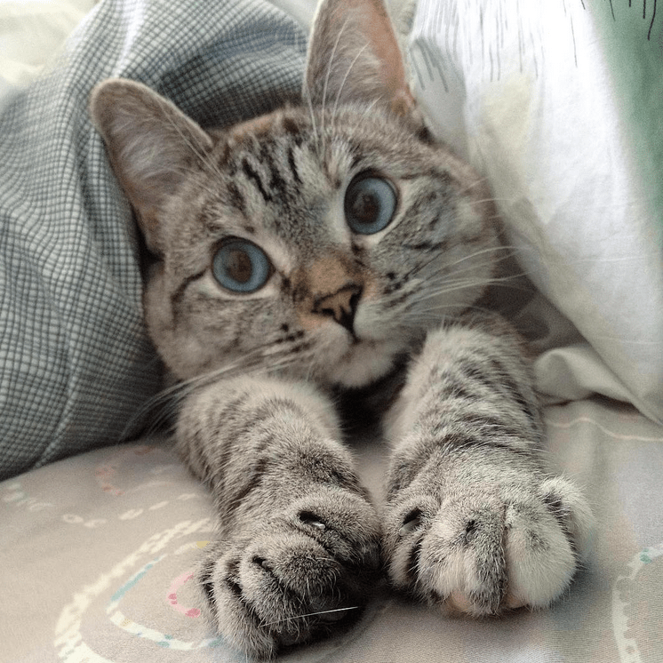 The 9 Cutest Rescue Animals on Instagram You Need to