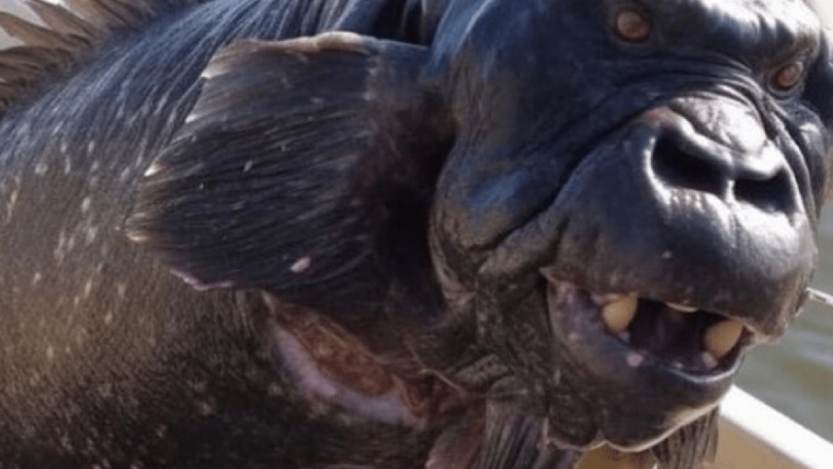 Is The Viral Gorilla Fish Real The Truth Behind The Internet