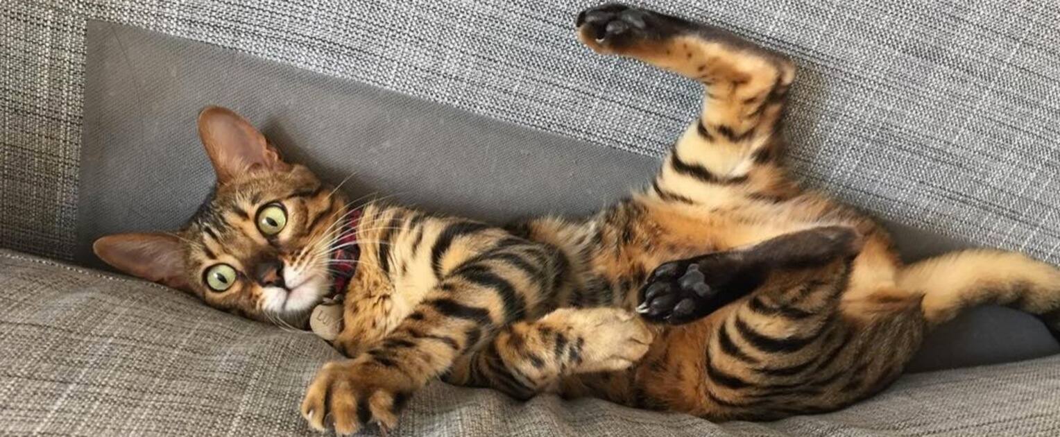 21 choses étonnantes que vous ne savez pas sur le chat de