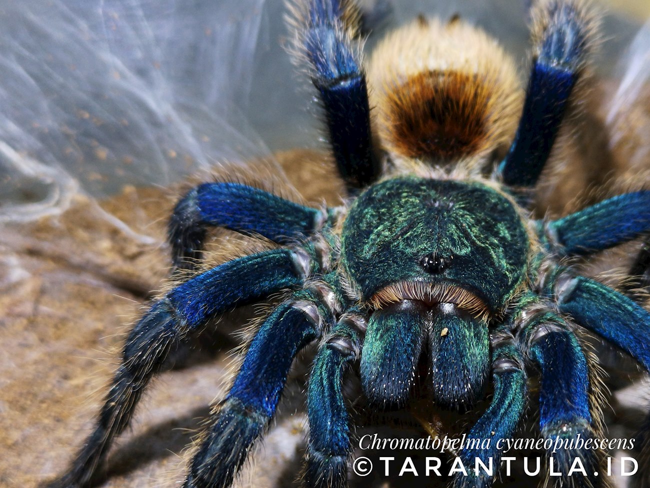 Buy Tarantula ID a Coffee. Kofi ️ Where