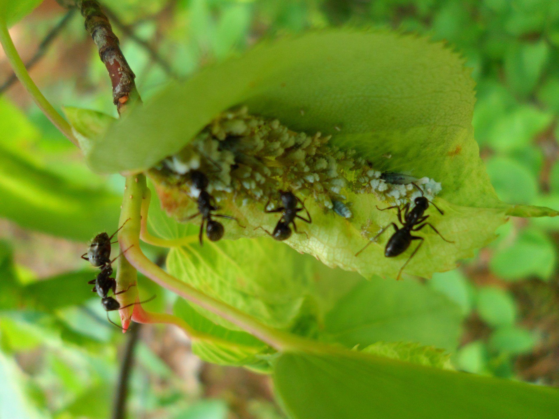 Ants,leaf,ants leaf,ants eating,close up ants free image from