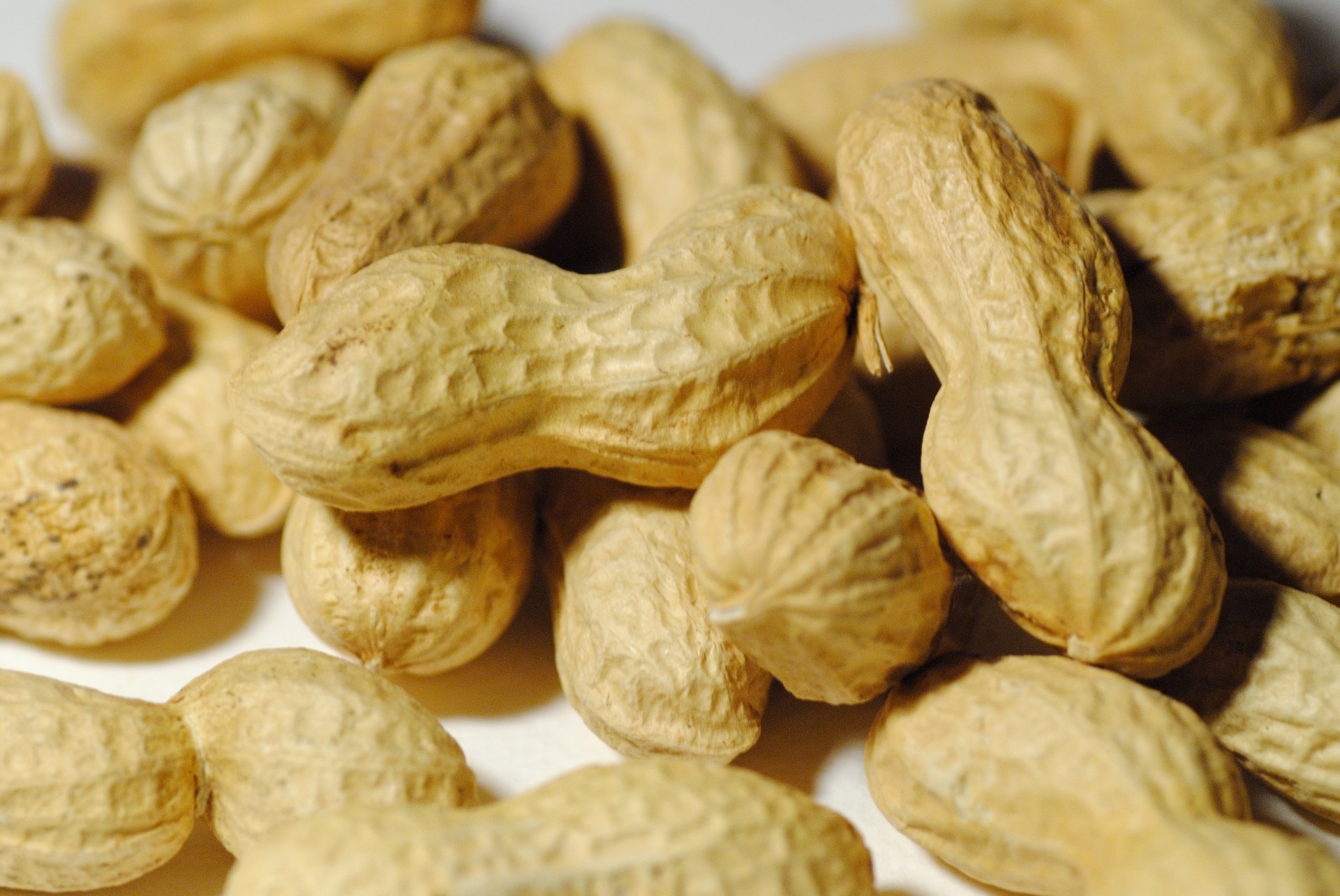 Peanut,peanuts,legume,seed pod,peanuts free image from