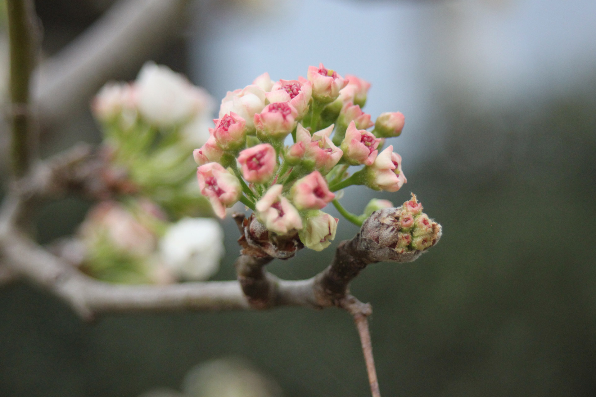 Tree,bloom,white,pear,bloom free image from