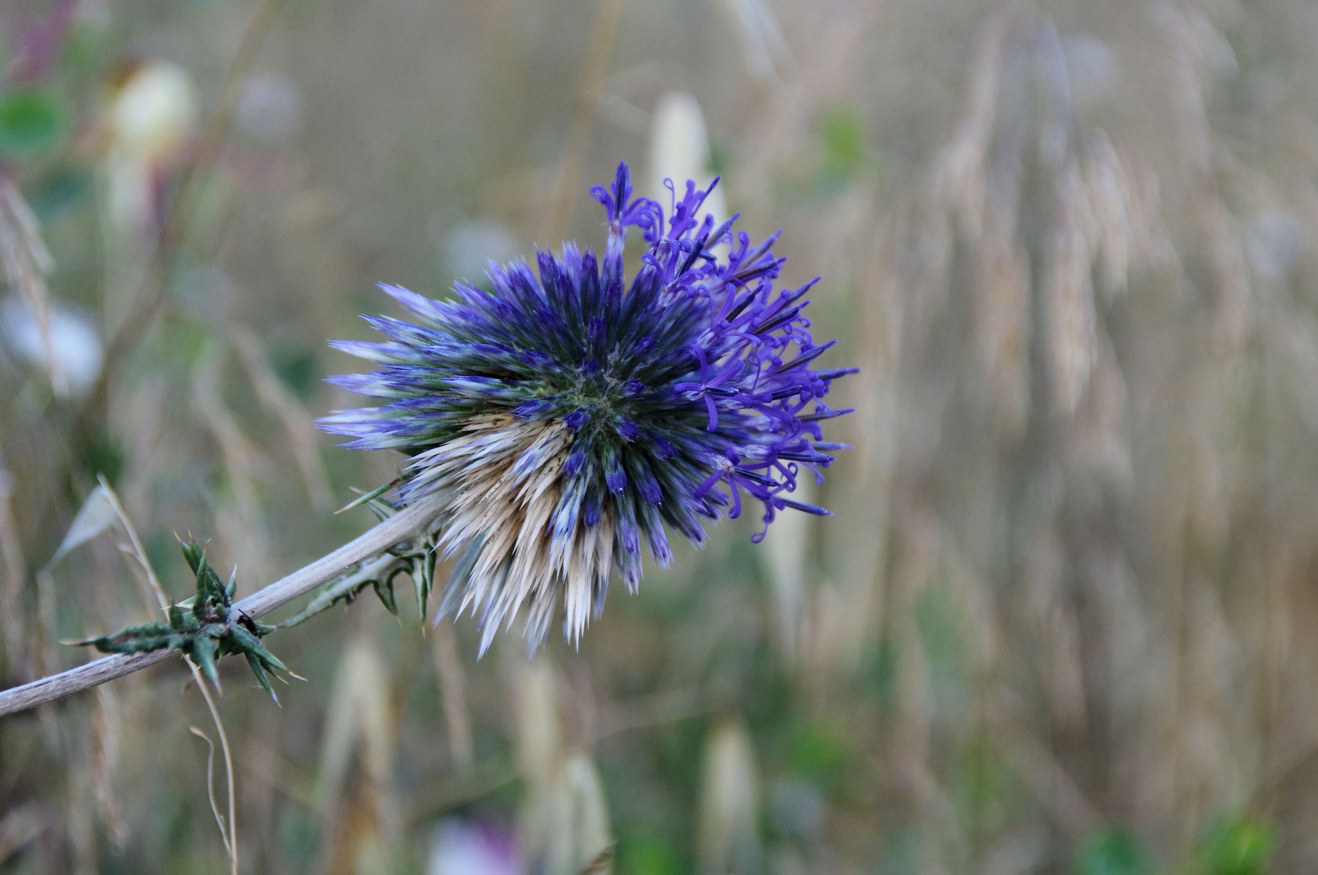 Echinops sphaerocephalus,blue,thistle,plant,thorns free image from