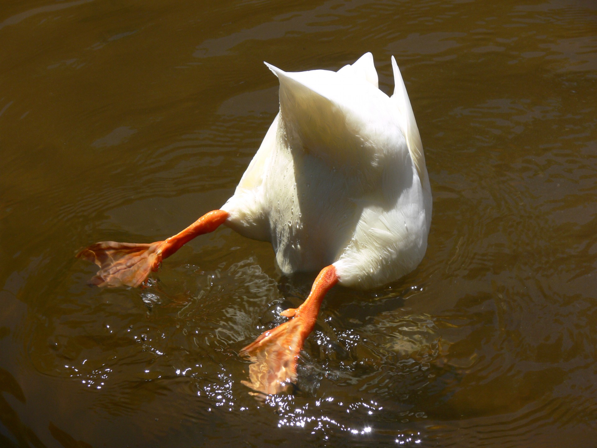 Duck,ducktail,pond,diving webbed feet,white duck - free image from
