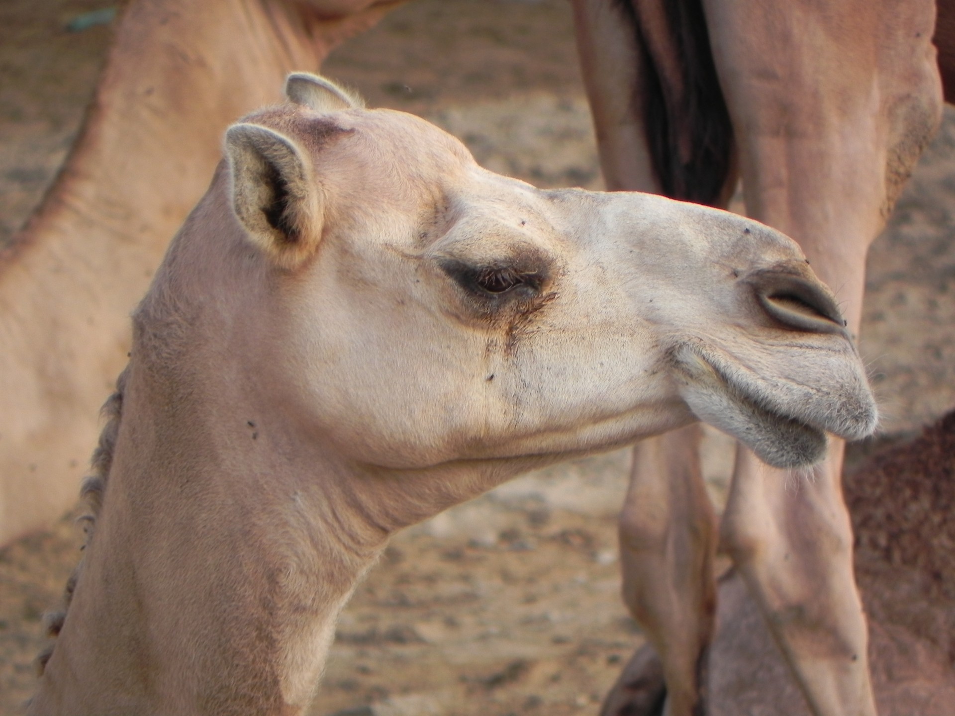 Edit free photo of Camel,animal,hot,desert,sand