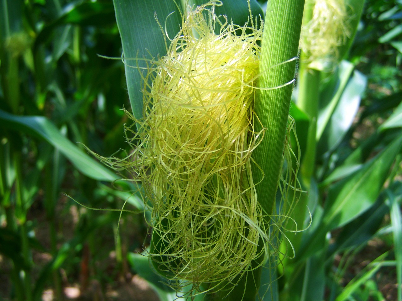 Corn,corn pipe,corn hair,free pictures, free photos free image from