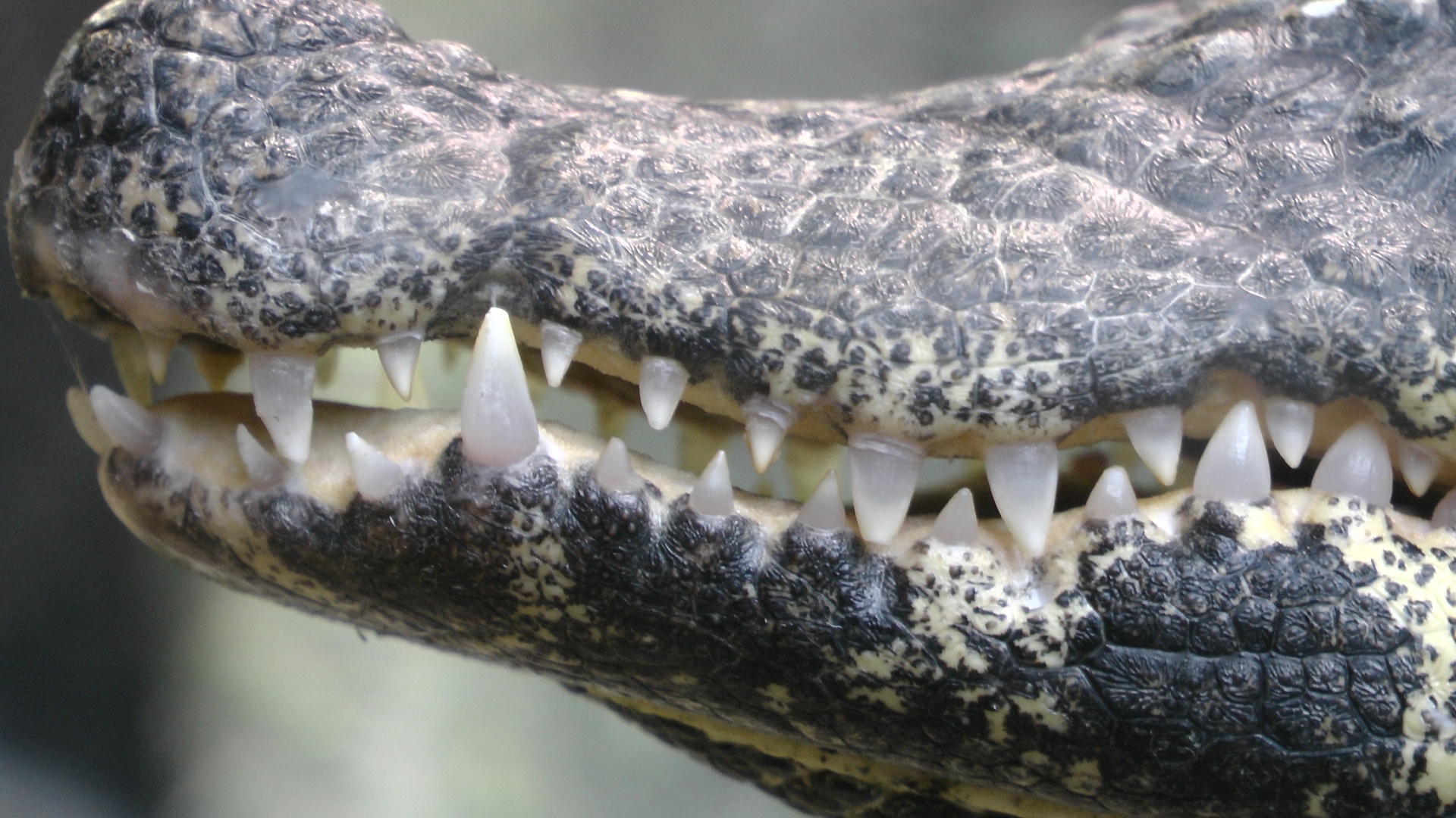 Crocodile,teeth,tooth,mouth,crocodiles free image from