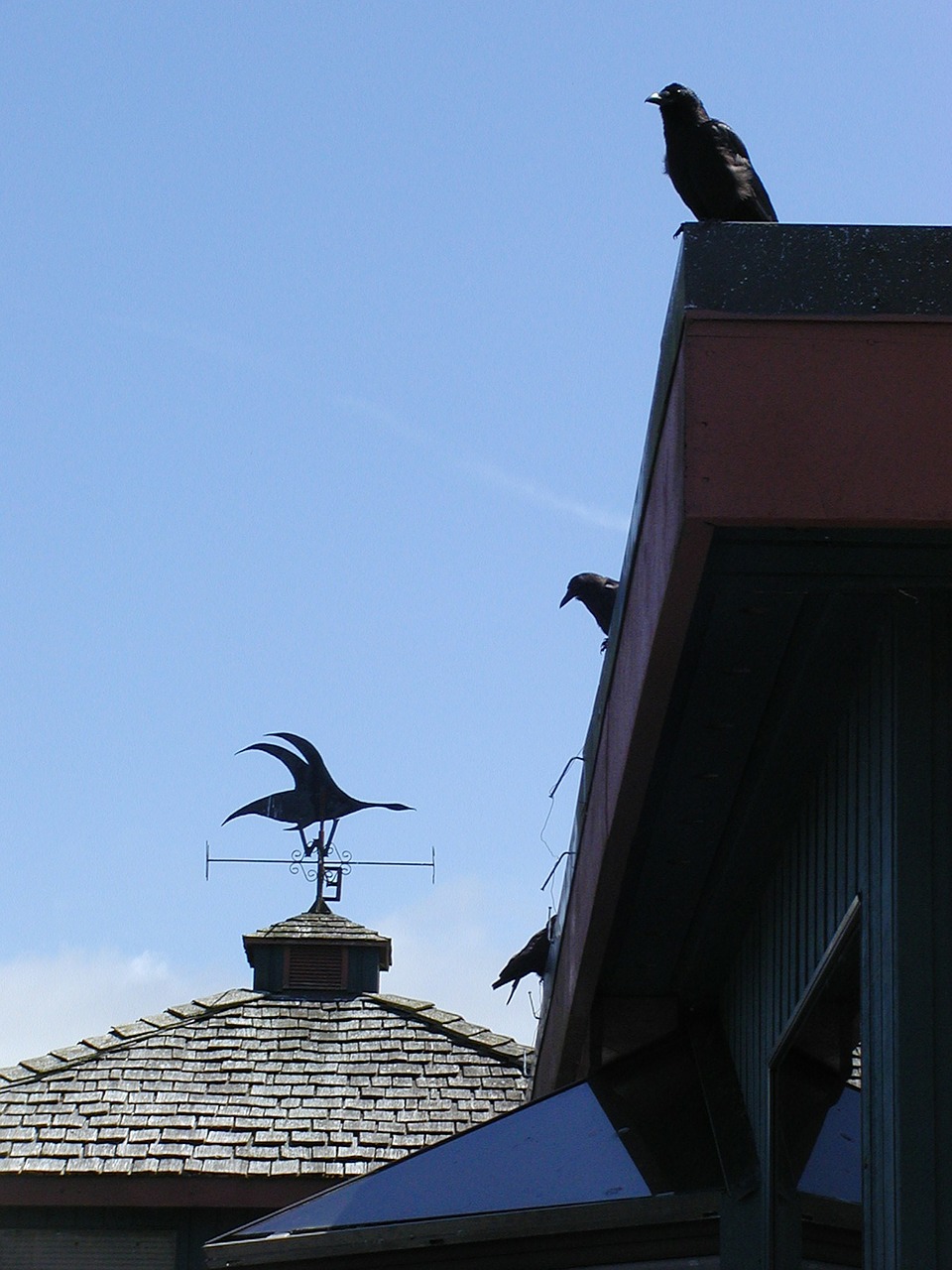 Crows,roof,building,birds,feathered free image from