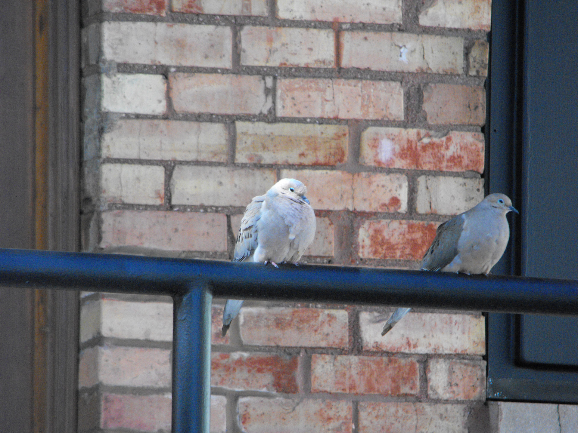 Download free photo of Birds,dove,doves,grey,gray from