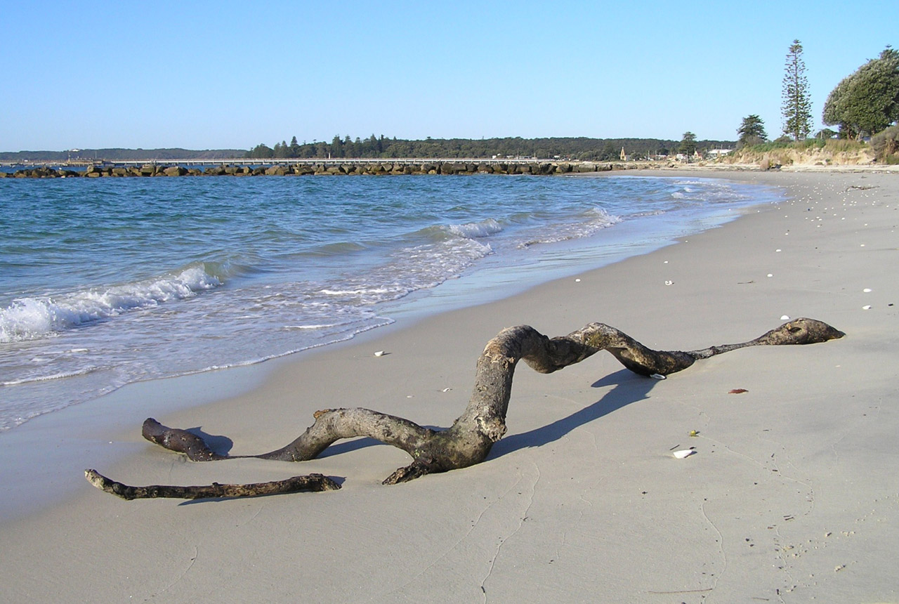 Driftwood,log,beach,ocean,shore free image from