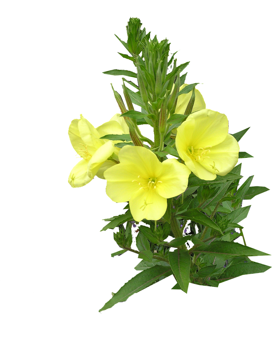 Evening,primrose,cut,out,free pictures free image from