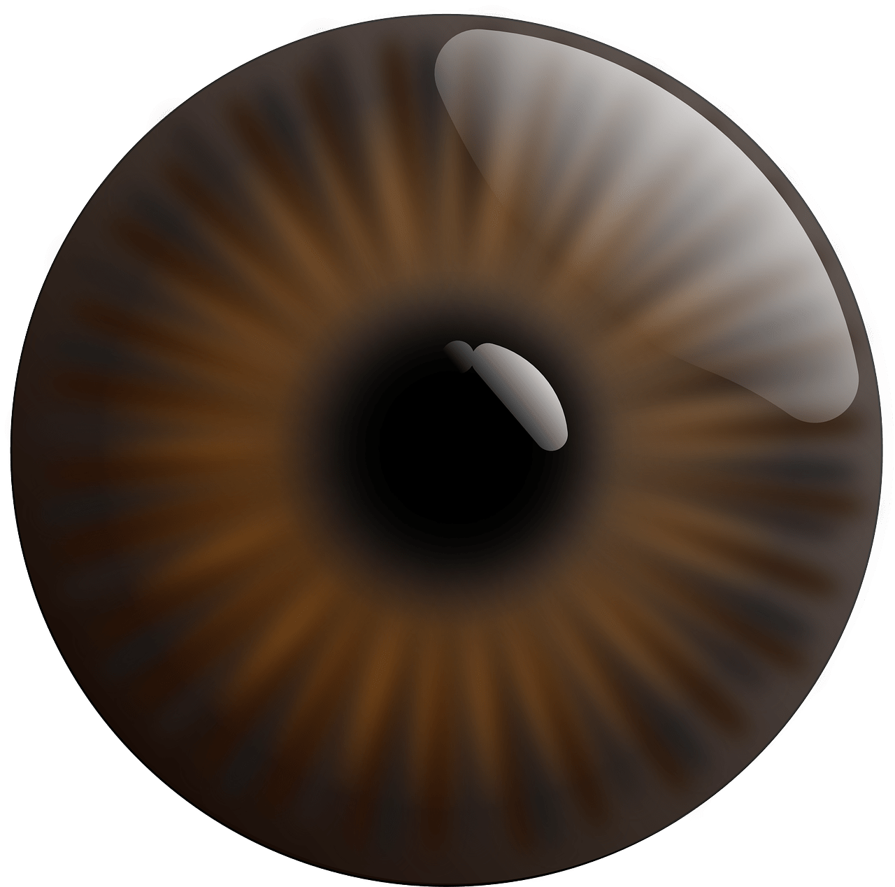 Eye,realistic,iris,brown,pupil free image from
